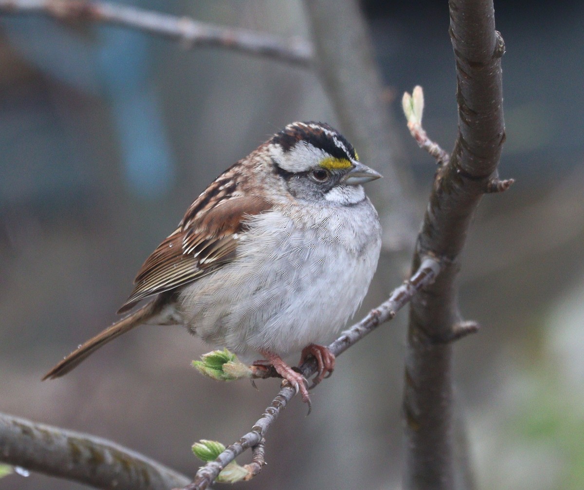 White-throated Sparrow - Hélène Crête