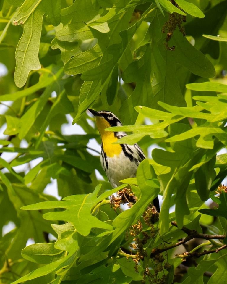 Yellow-throated Warbler - David Michnal