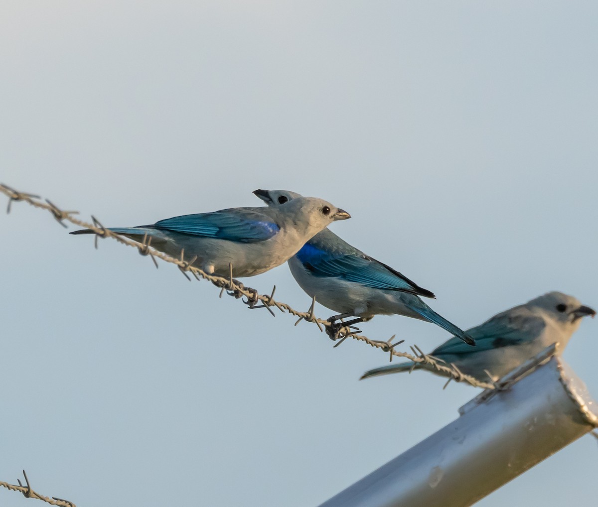 Blue-gray Tanager - ML618239048