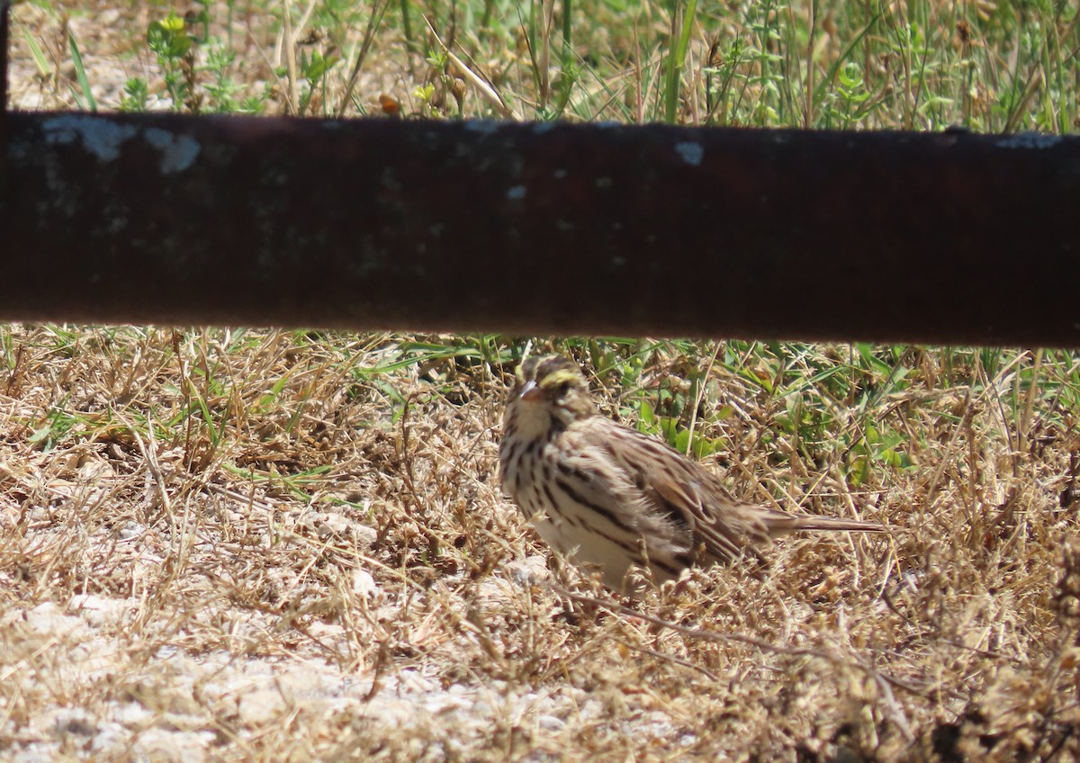 Savannah Sparrow - ML618239067