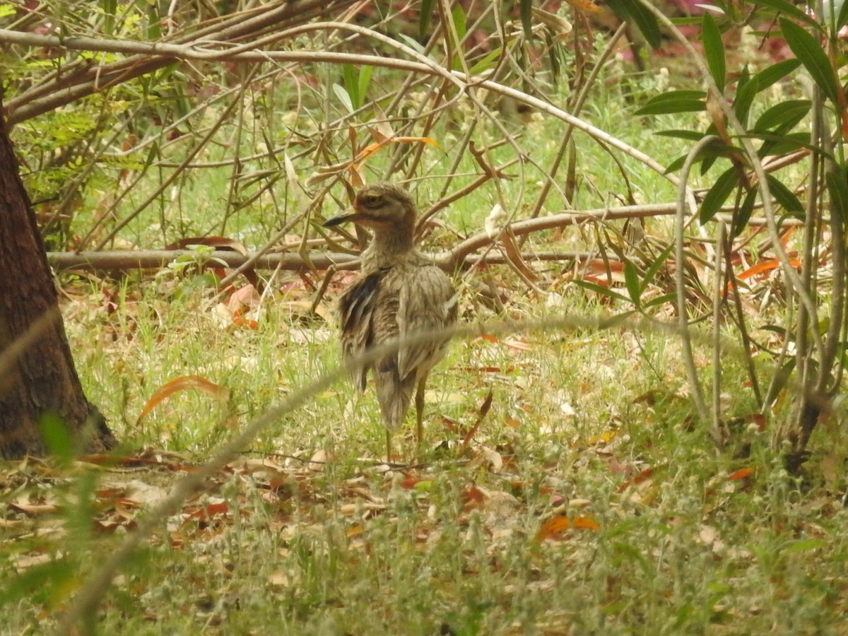 Indian Thick-knee - ML618239072