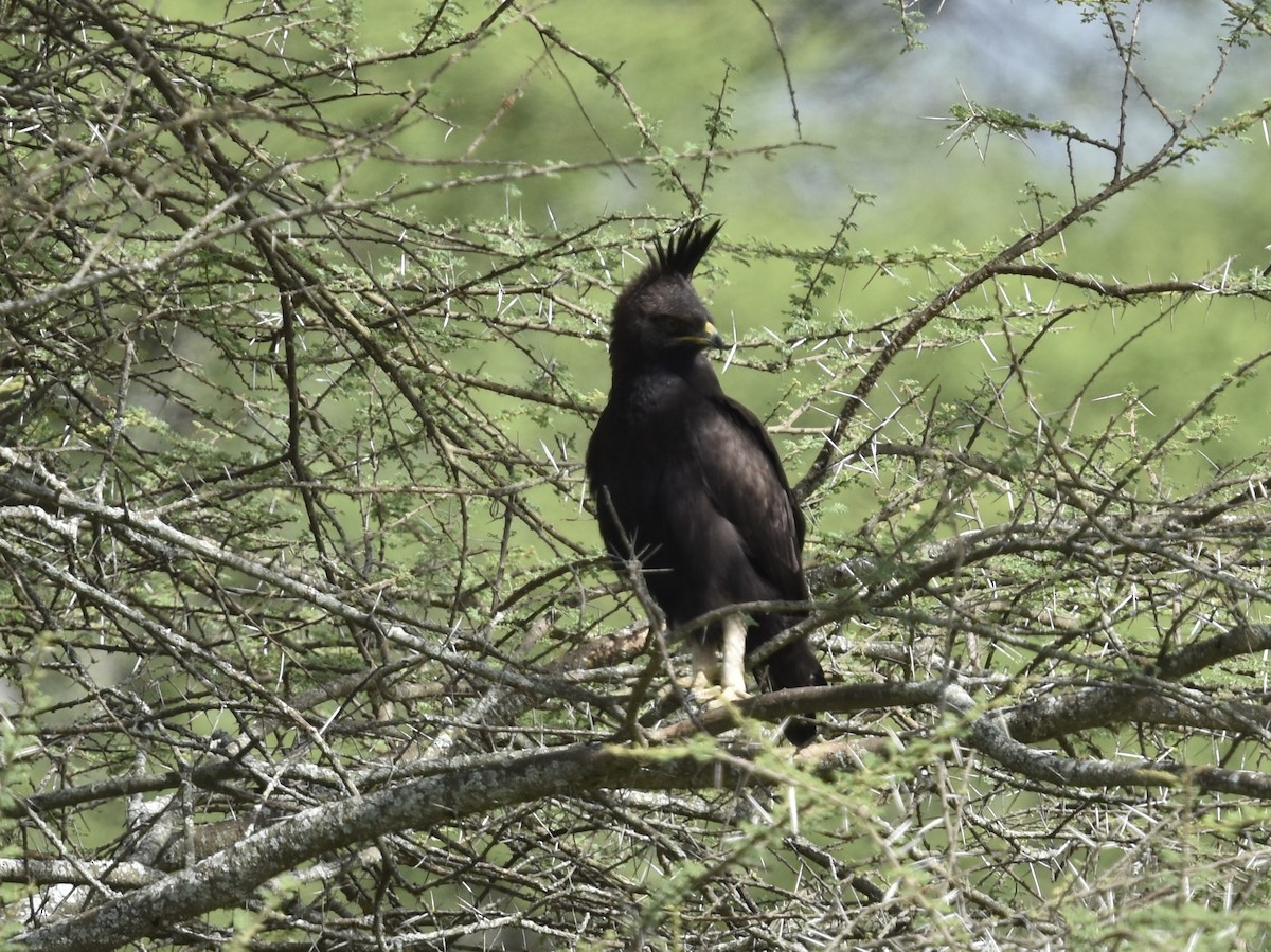 Long-crested Eagle - Shirley Bobier