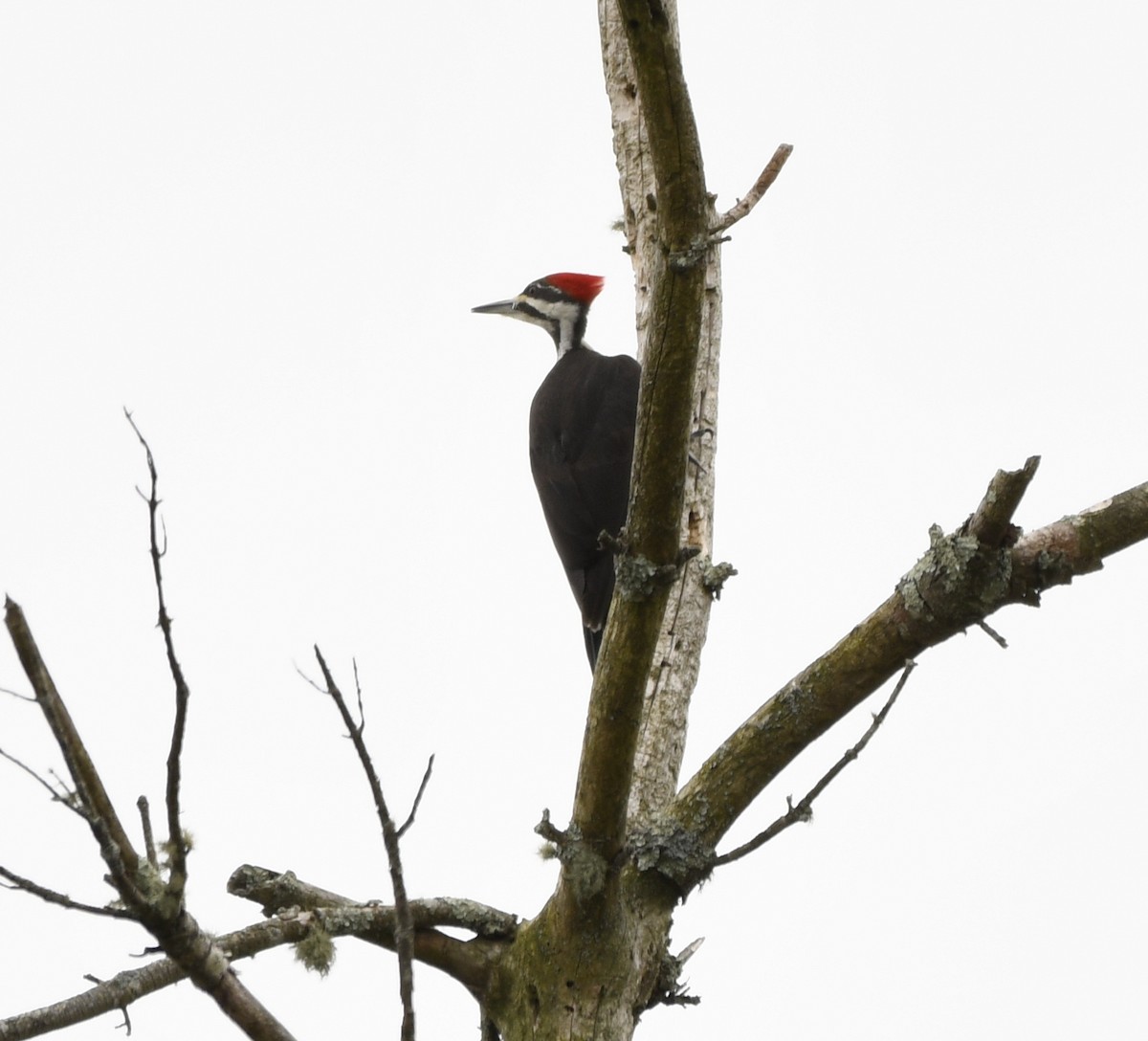 Pileated Woodpecker - ML618239086