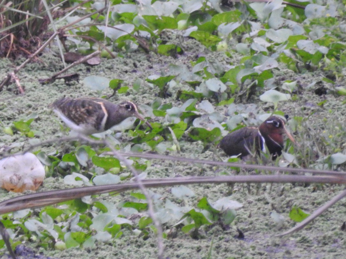 Greater Painted-Snipe - ML618239091