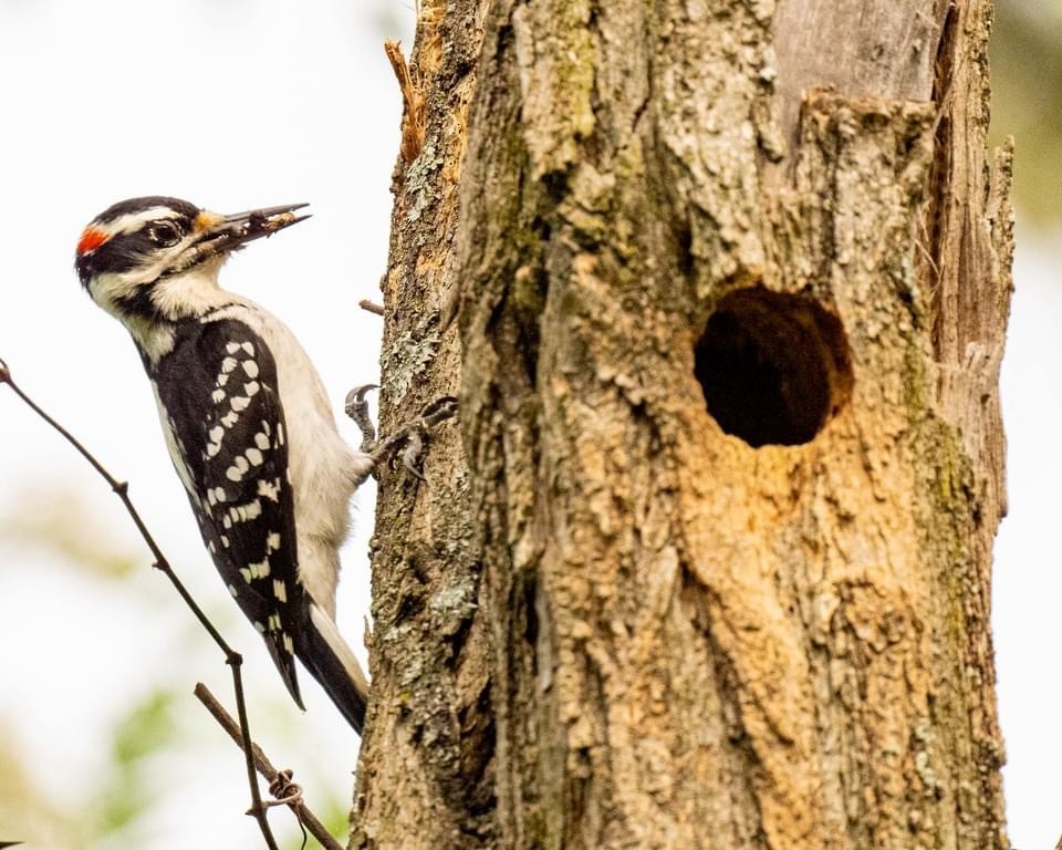 Hairy Woodpecker - David Michnal