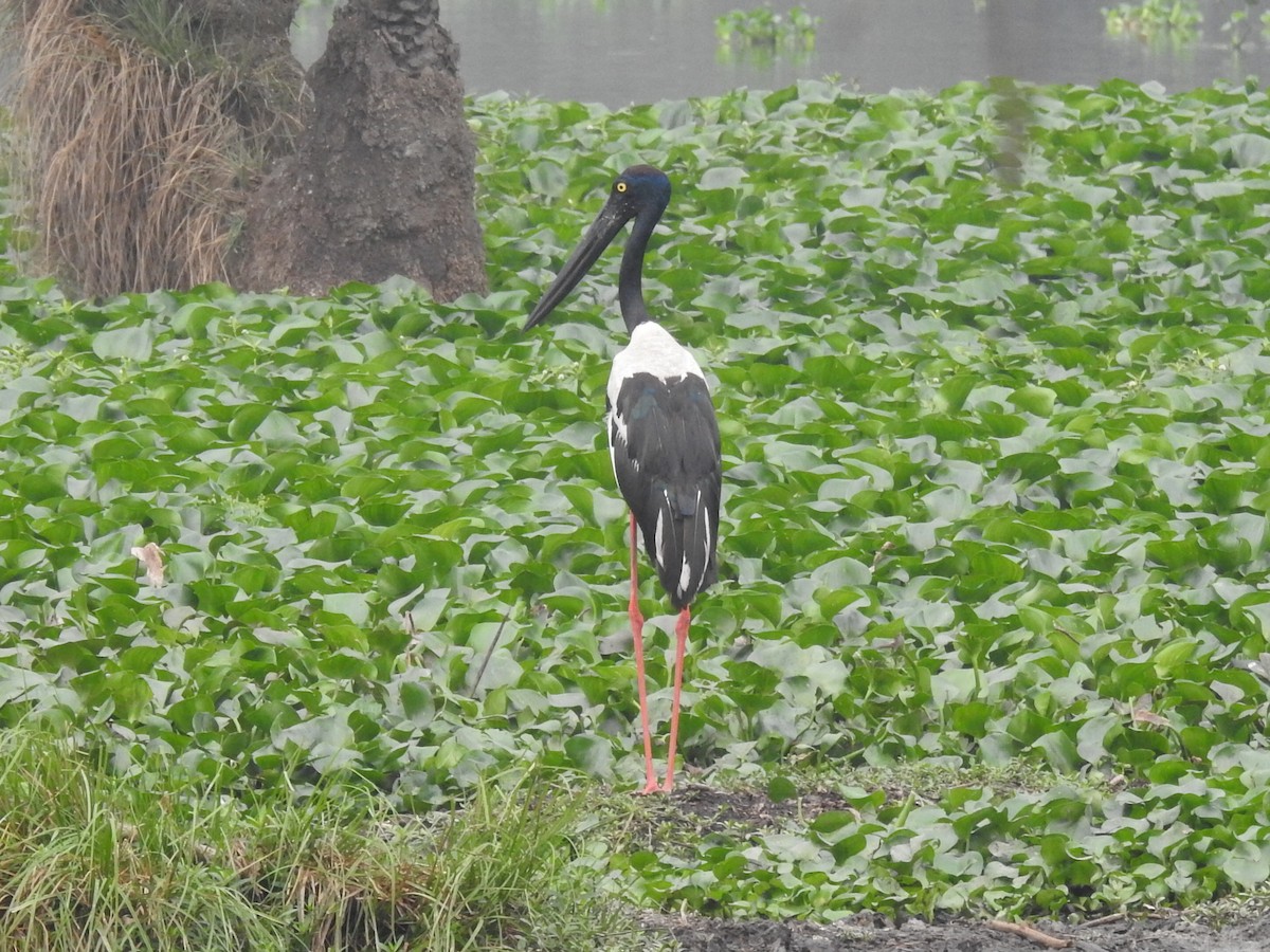 Black-necked Stork - ML618239122