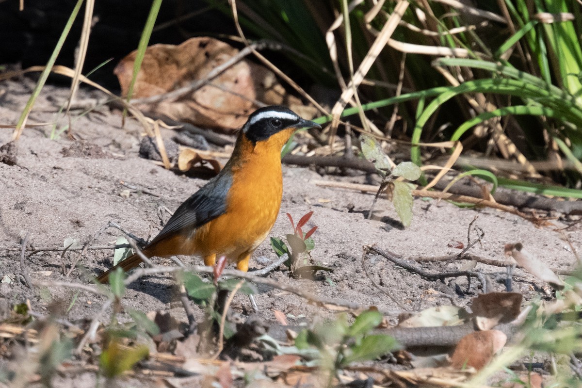 White-browed Robin-Chat - ML618239147