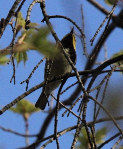 Black-throated Green Warbler - ML618239197