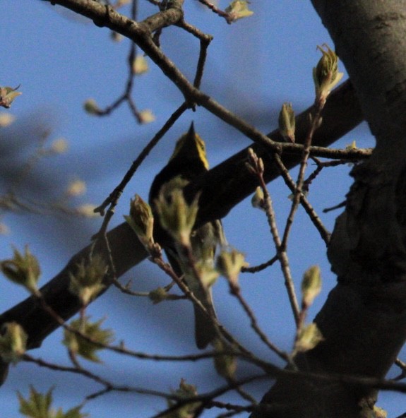 Black-throated Green Warbler - Edward M