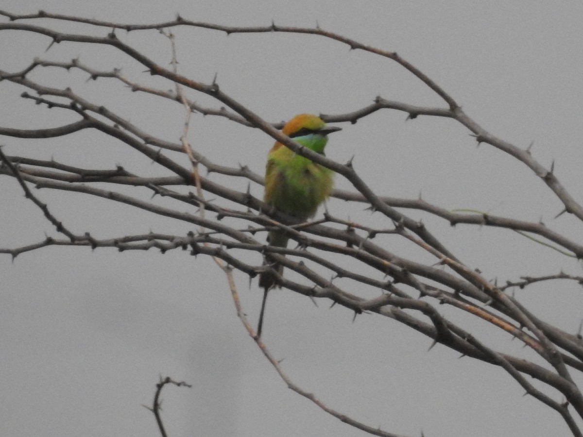 Asian Green Bee-eater - ML618239203