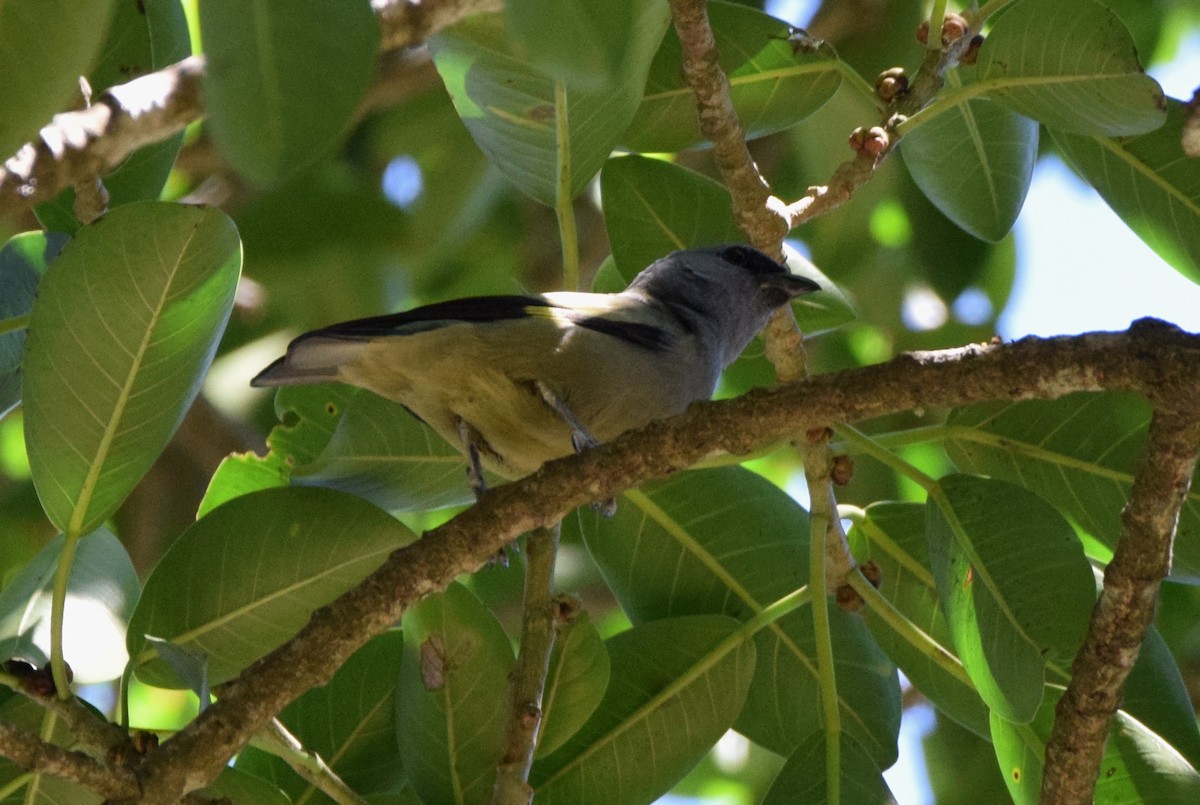 Yellow-winged Tanager - ML618239206