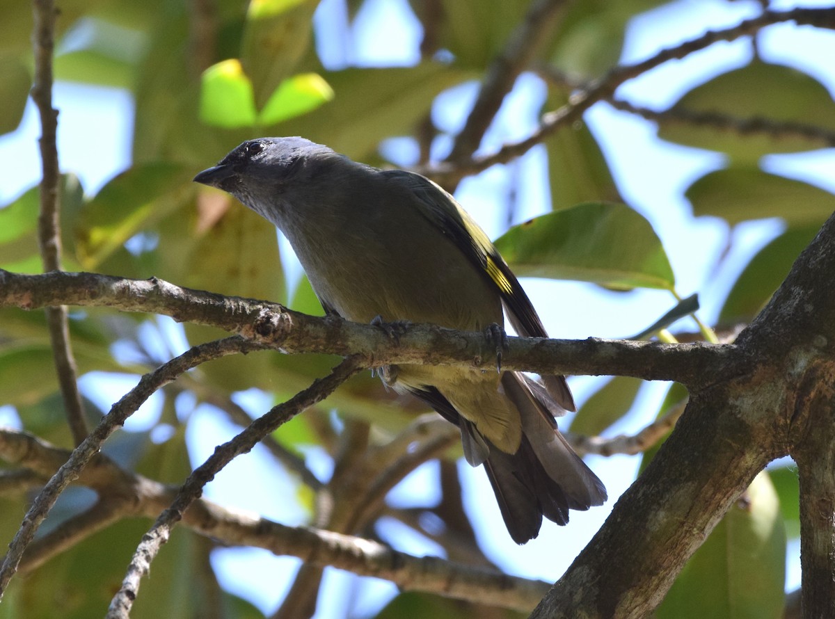 Yellow-winged Tanager - ML618239207