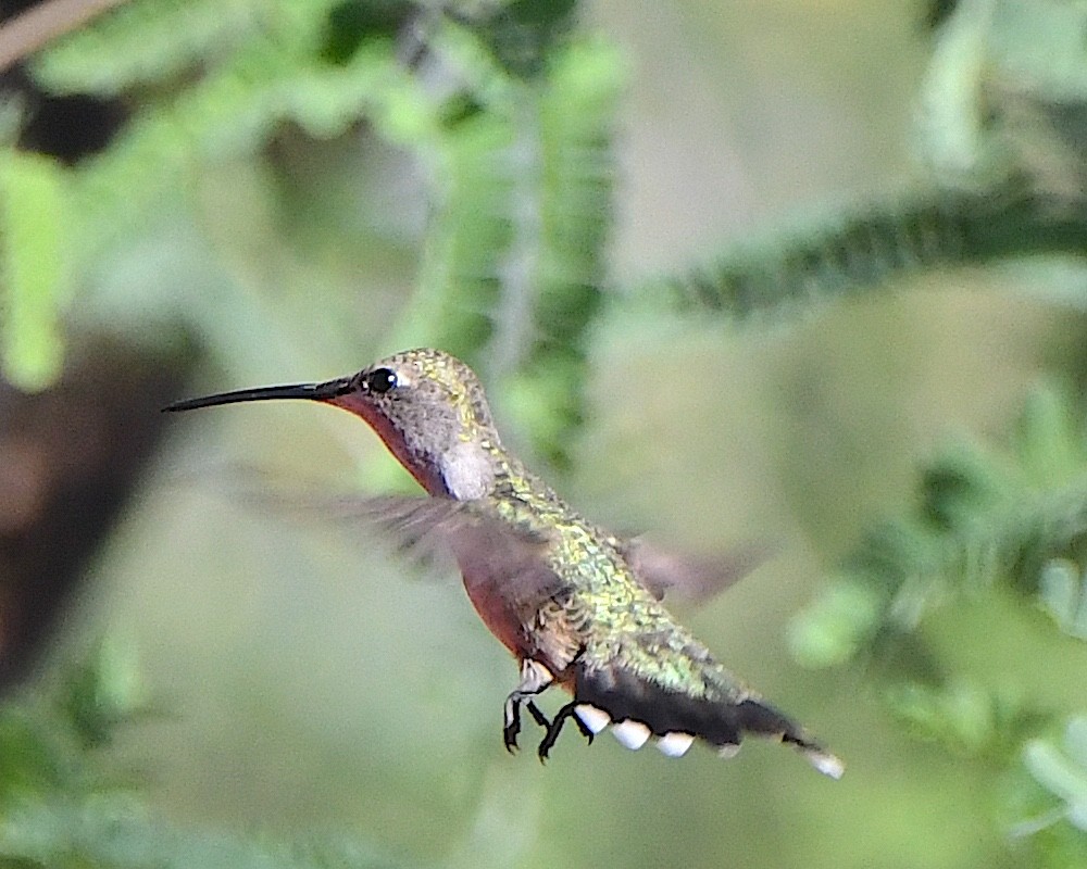 Black-chinned Hummingbird - ML618239228