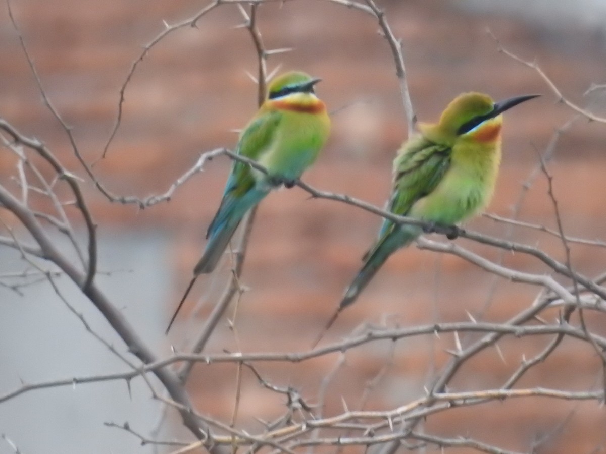 Blue-tailed Bee-eater - ML618239232