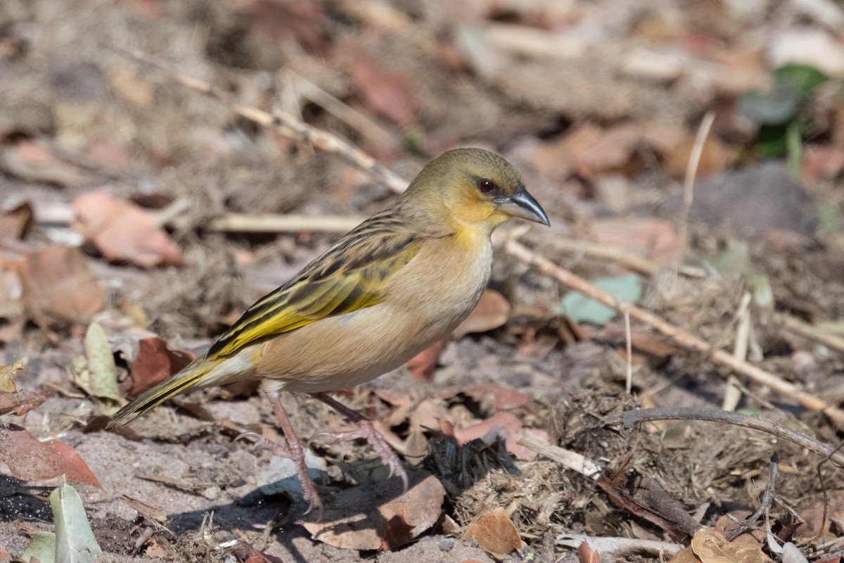 Southern Brown-throated Weaver - ML618239241