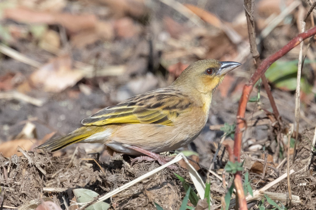 Southern Brown-throated Weaver - ML618239243