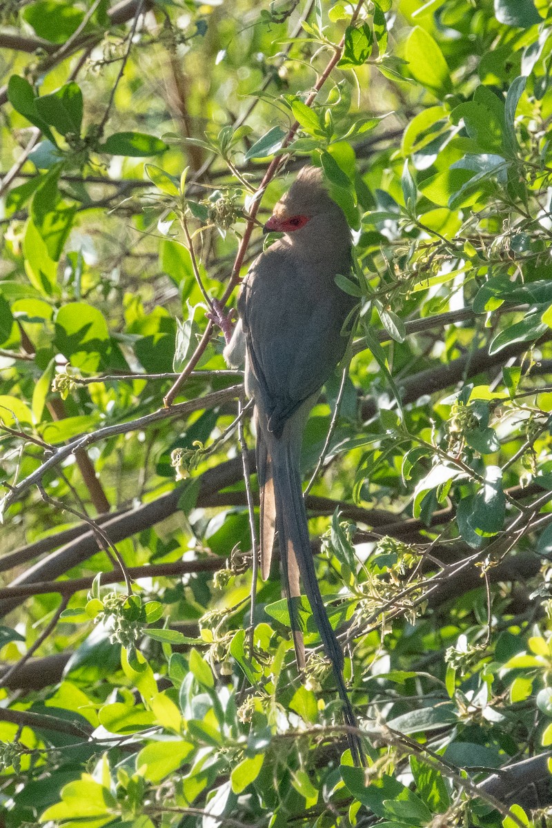 Red-faced Mousebird - ML618239269