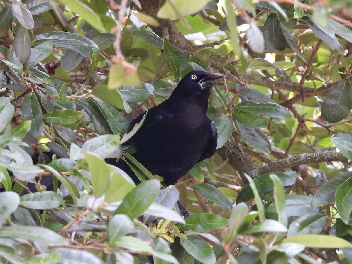 Great-tailed Grackle - ML618239360