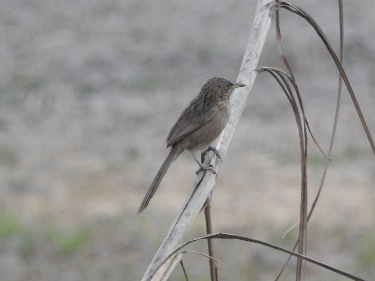 Striated Babbler - Anonymous