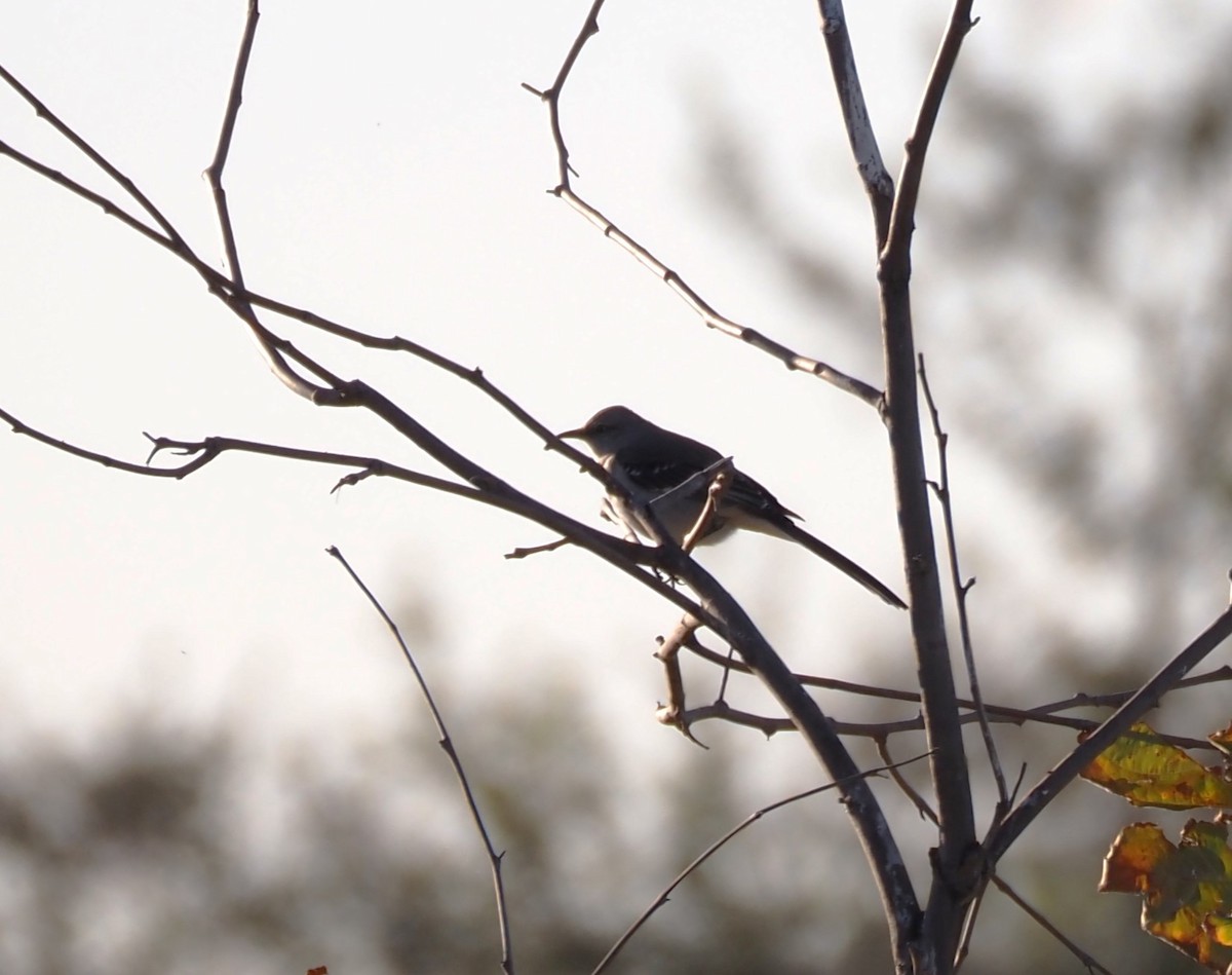 Northern Mockingbird - Uma Sachdeva