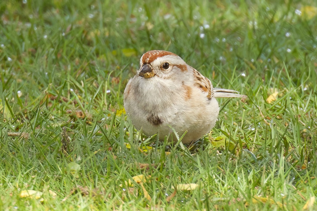 American Tree Sparrow - Len  Jellicoe