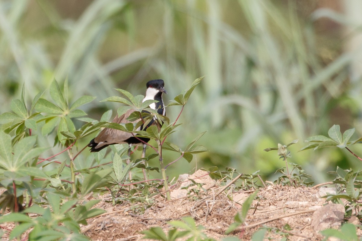 Spur-winged Lapwing - ML618239442