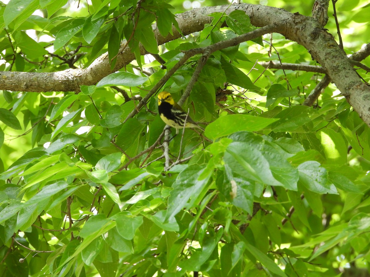 Black-throated Green Warbler - Vidhya Sundar