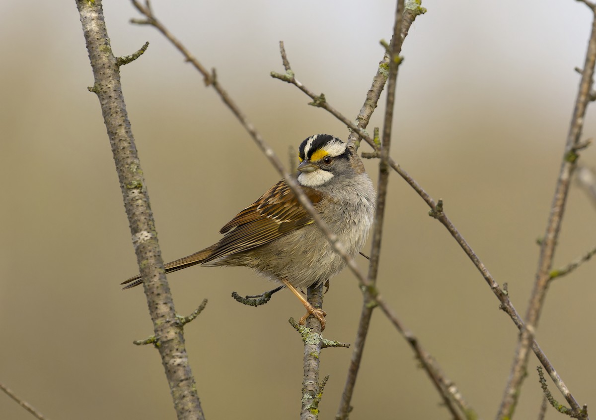 White-throated Sparrow - ML618239484