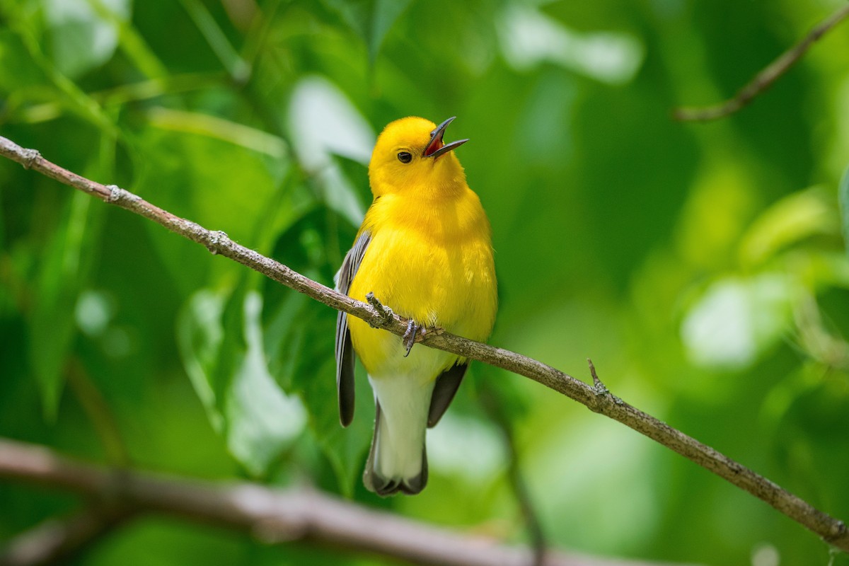 Prothonotary Warbler - ML618239511