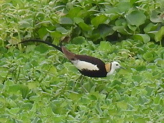 Pheasant-tailed Jacana - ML618239519