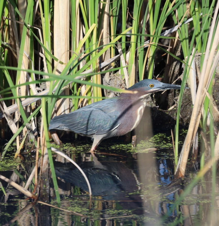 eBird Checklist 30 Apr 2024 The Coffee Bin, 1800 East 12th Street, North Platte, Nebraska