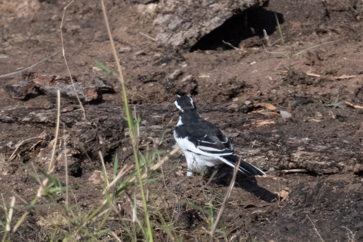 African Pied Wagtail - ML618239555