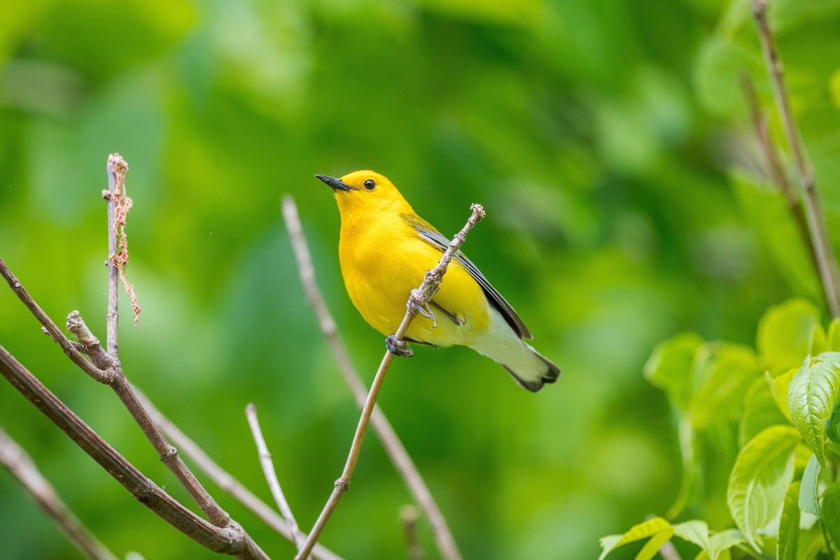 Prothonotary Warbler - ML618239566