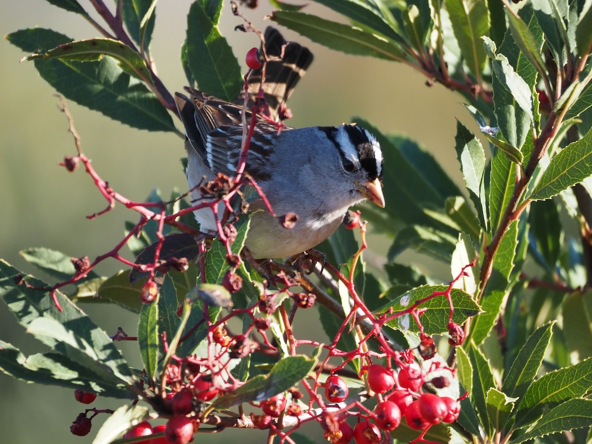 White-crowned Sparrow - ML618239583