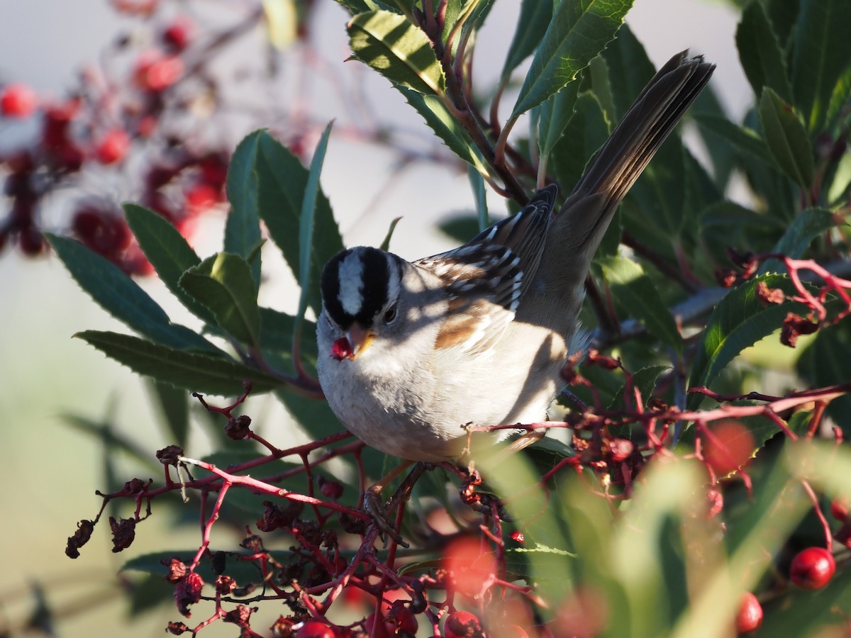 White-crowned Sparrow - ML618239584