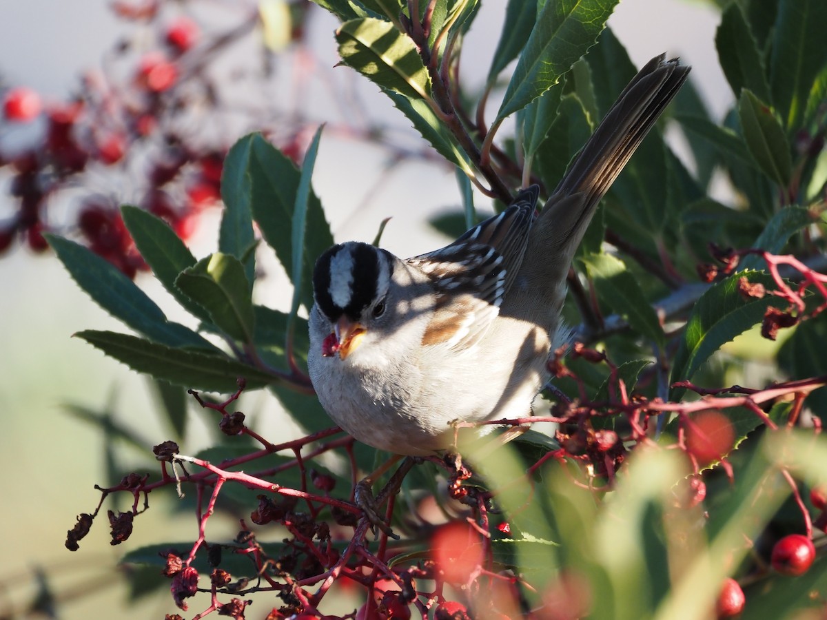 White-crowned Sparrow - ML618239586