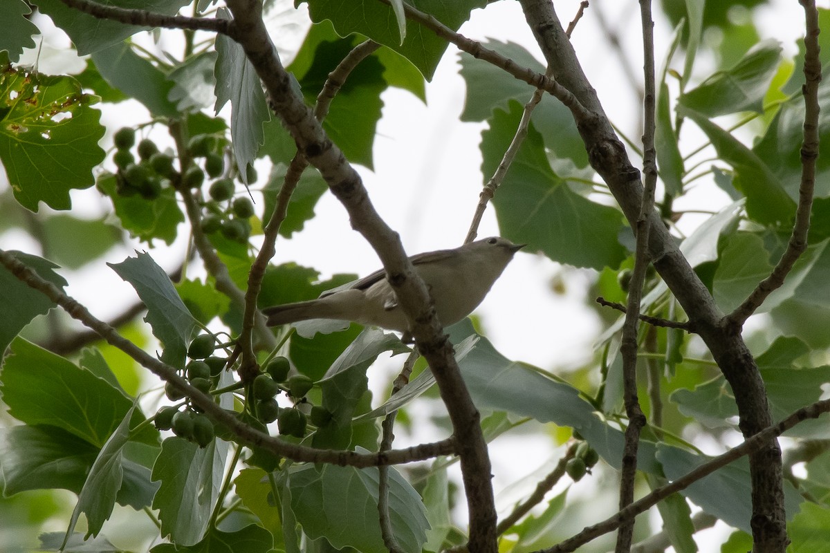 Lucy's Warbler - ML618239622