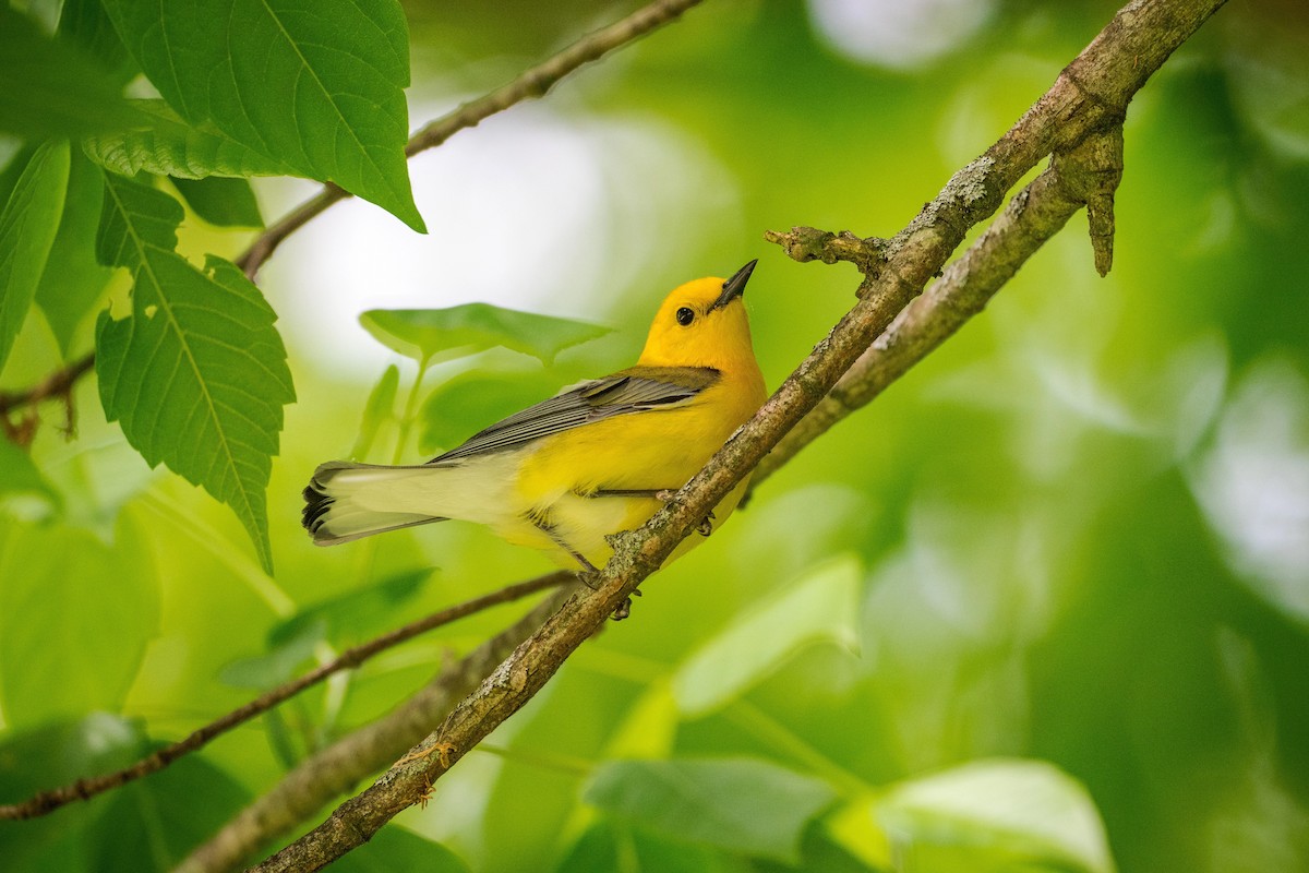 Prothonotary Warbler - ML618239629