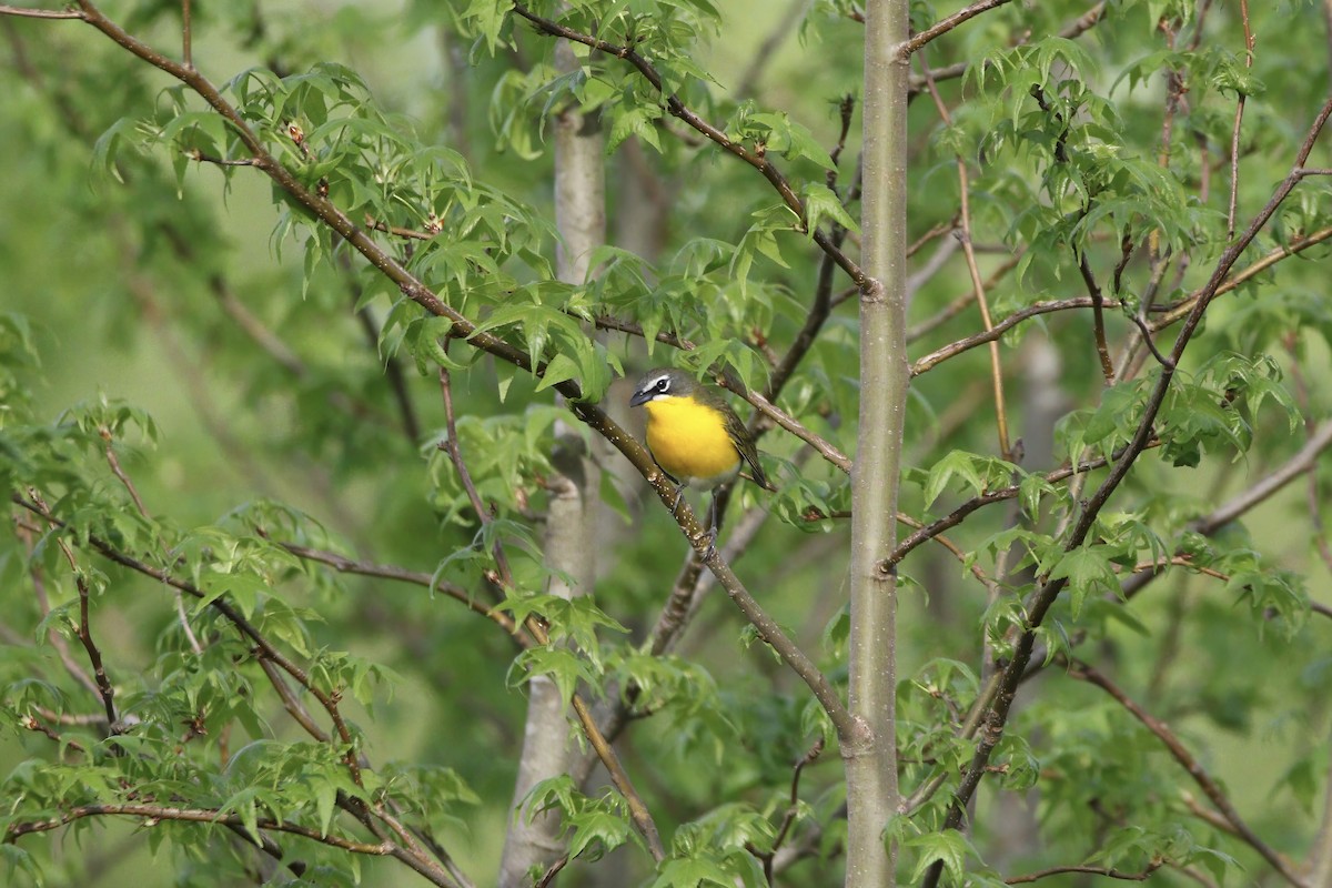 Yellow-breasted Chat - ML618239637
