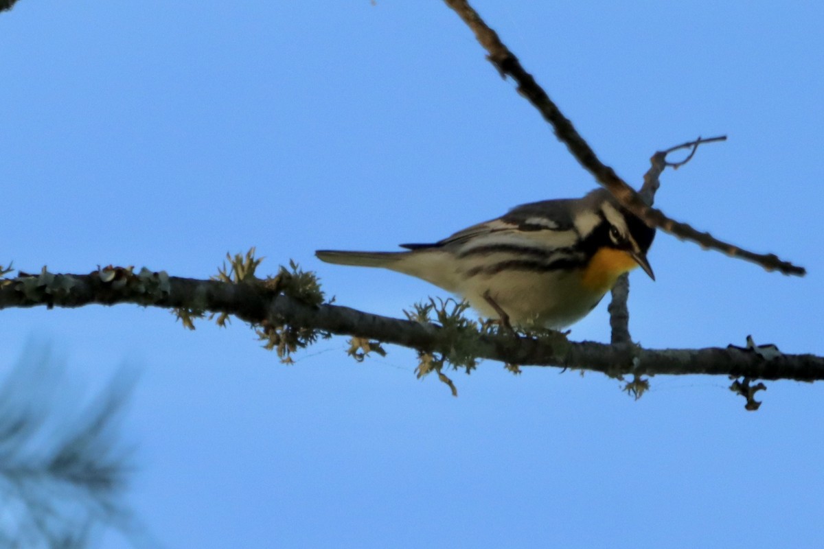 Yellow-throated Warbler - Jo VerMulm