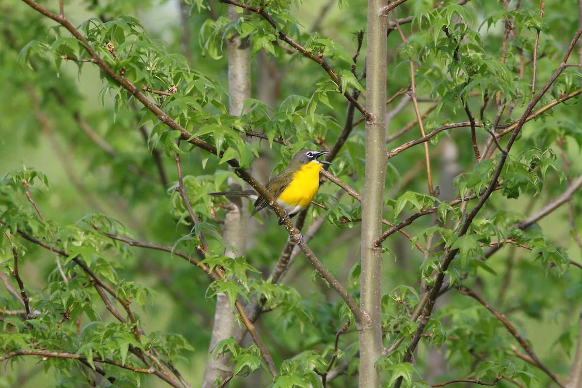 Yellow-breasted Chat - ML618239660