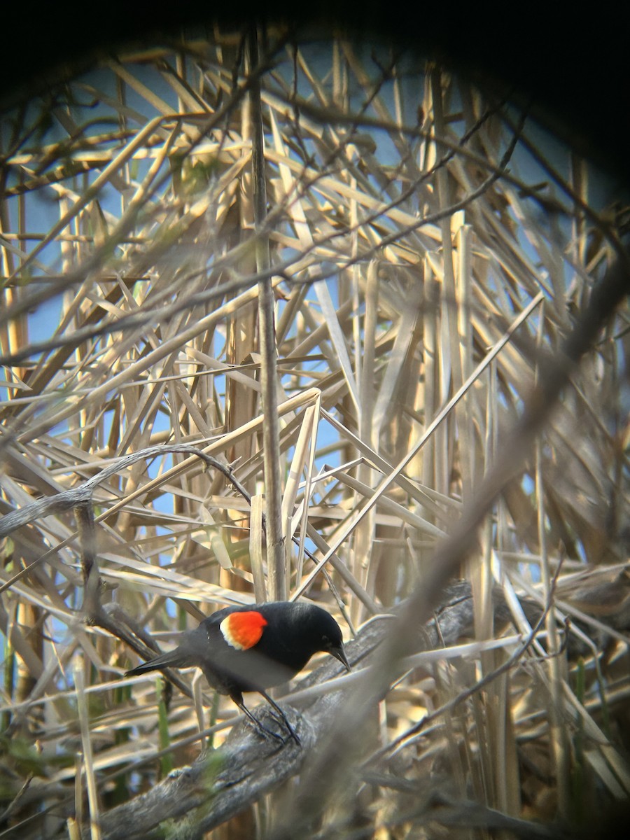 Red-winged Blackbird - Carter Stone