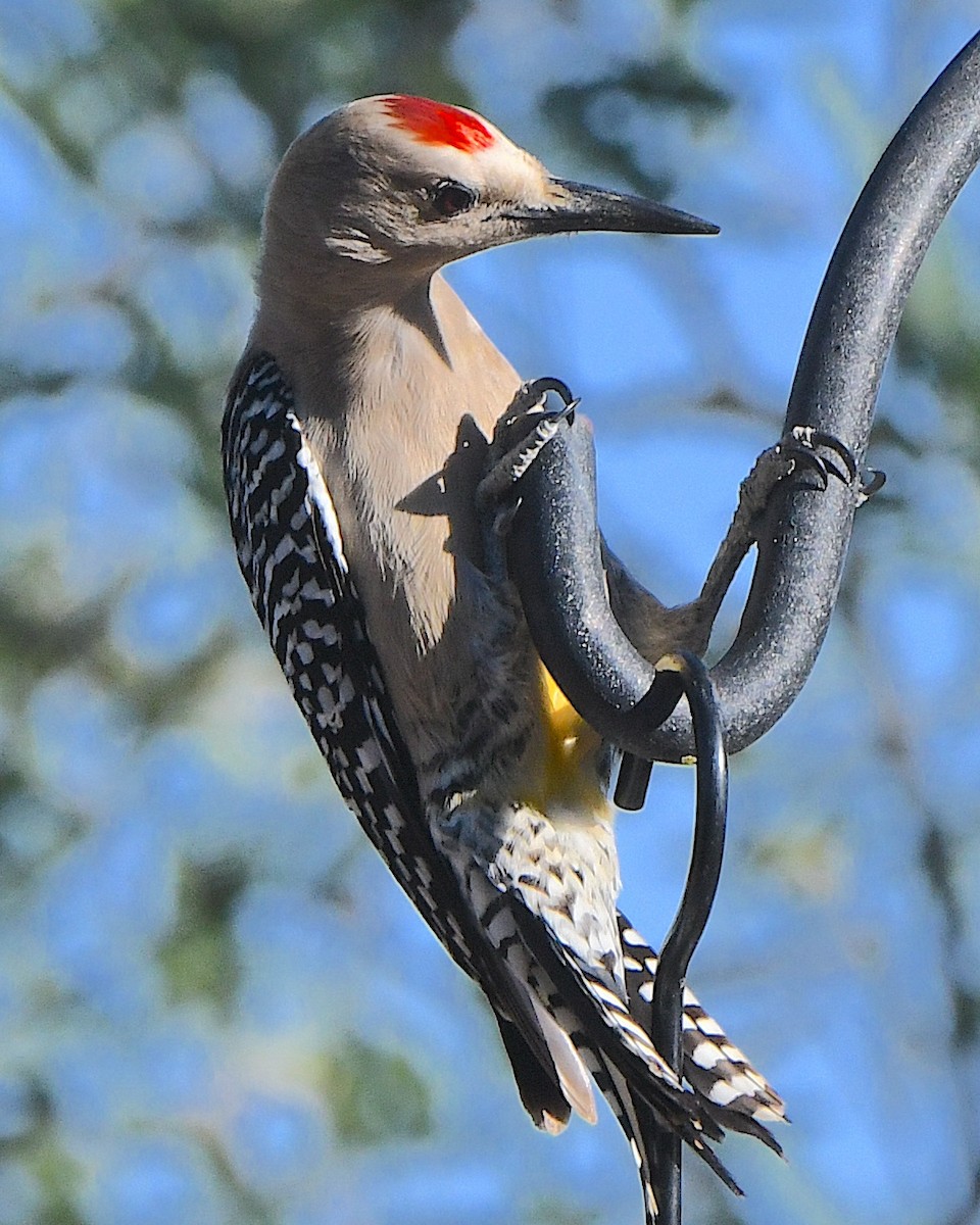Gila Woodpecker - ML618239666