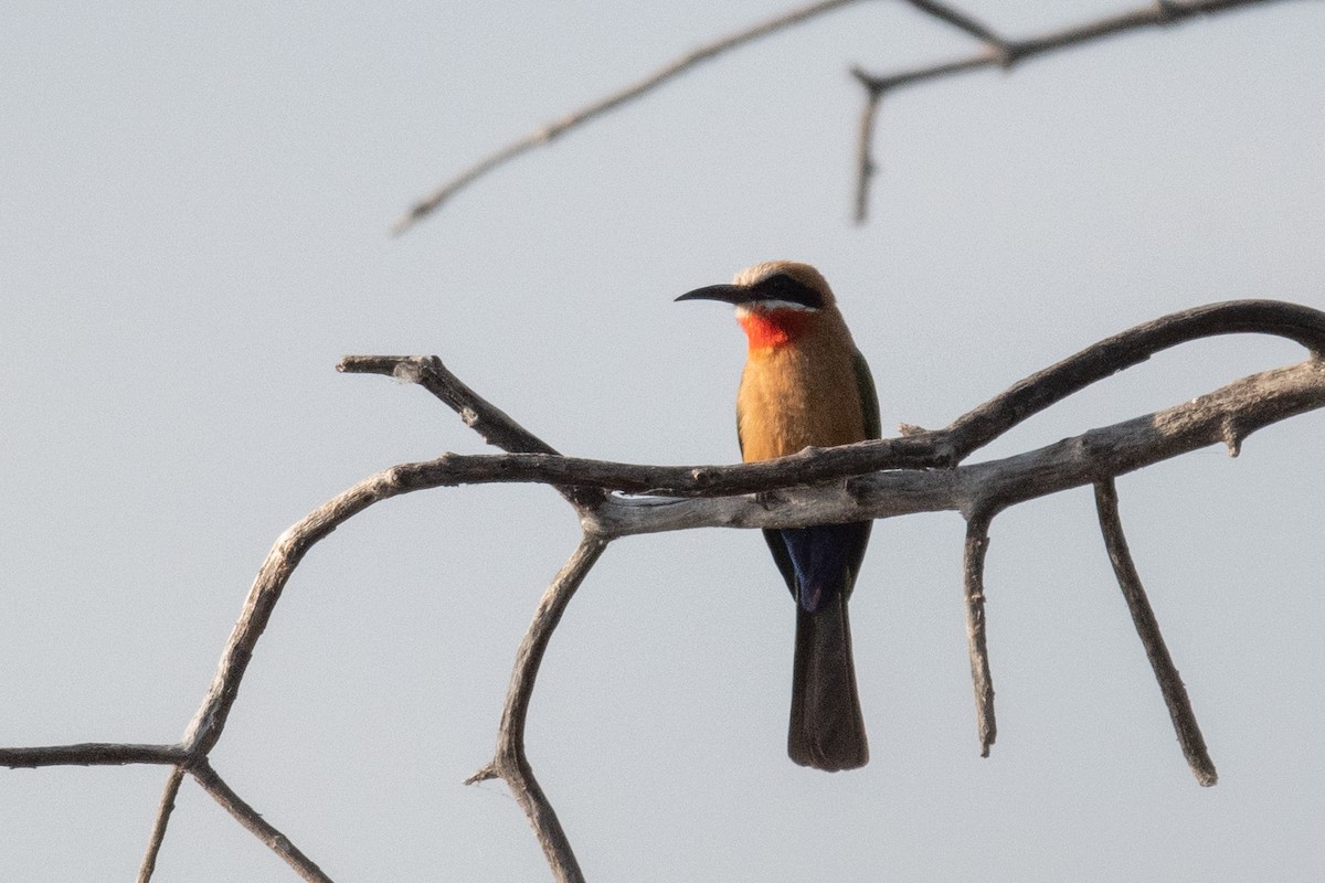 White-fronted Bee-eater - ML618239685