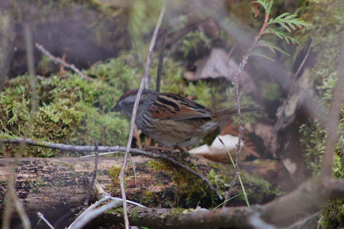 Swamp Sparrow - ML618239699