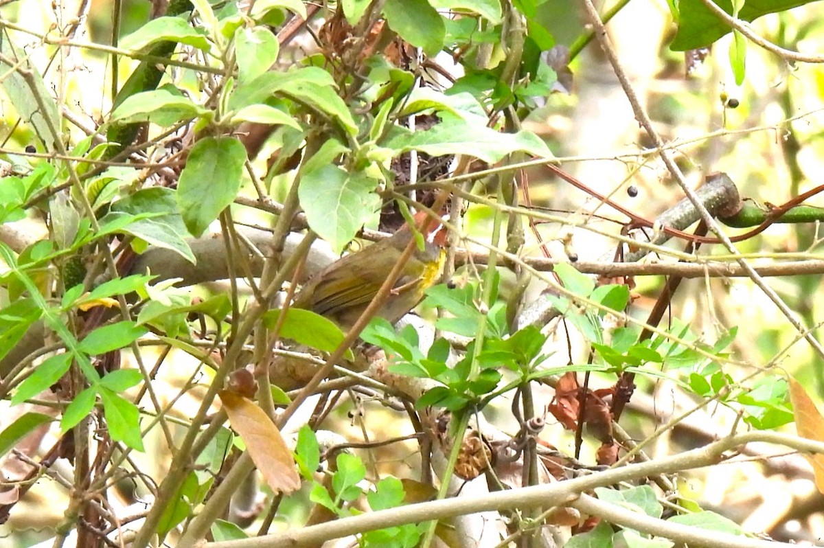 Rufous-capped Warbler - ML618239727