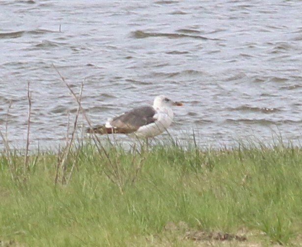 Lesser Black-backed Gull - Nathan Pieplow