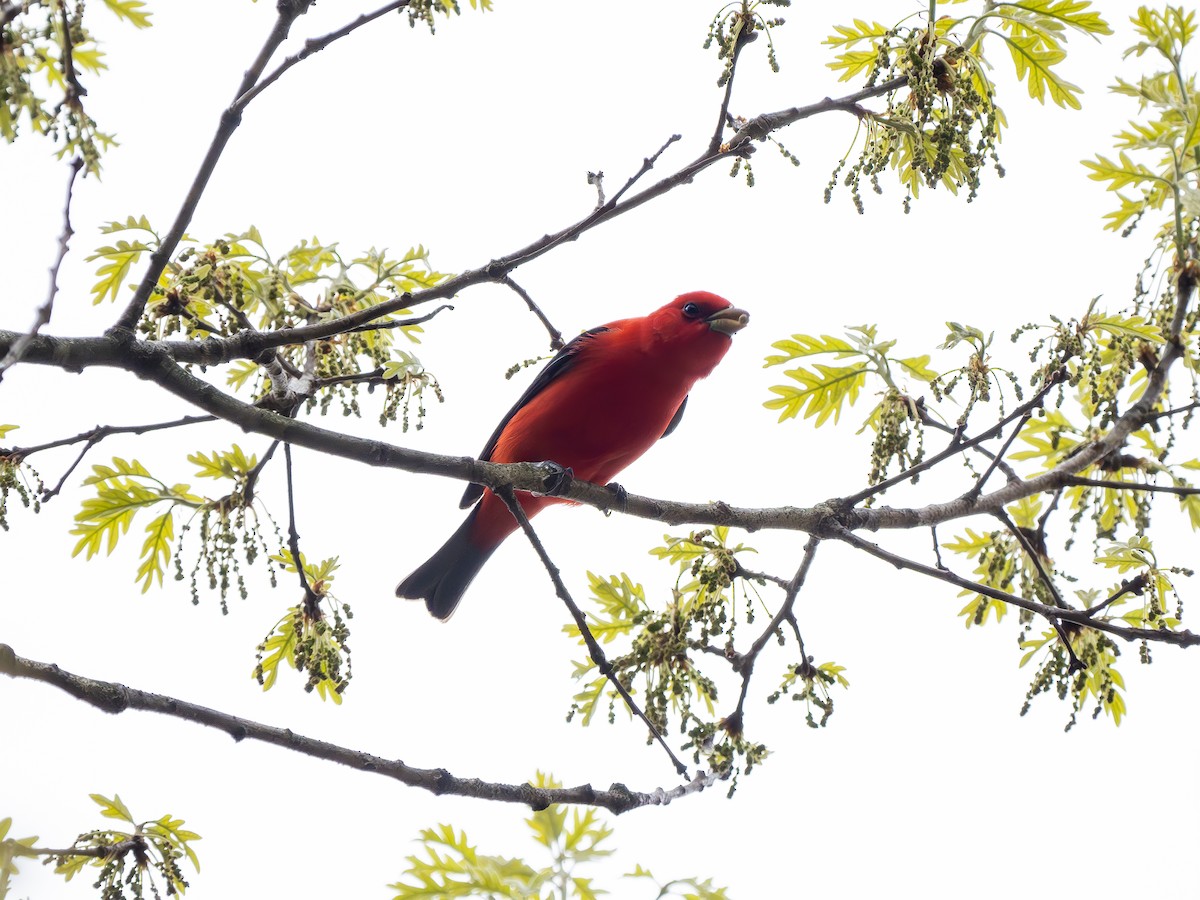 Scarlet Tanager - ML618239782