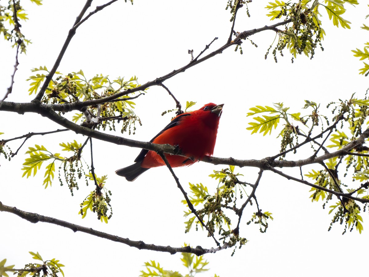 Scarlet Tanager - ML618239784