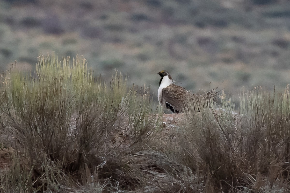 Greater Sage-Grouse - ML618239801